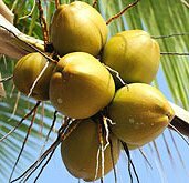 Benefits Of Cocoa Oil